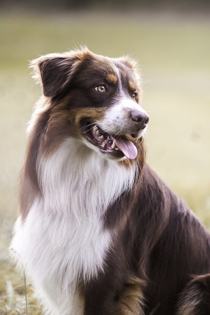 Dexter. Australian Shepherd. Seelenhund.