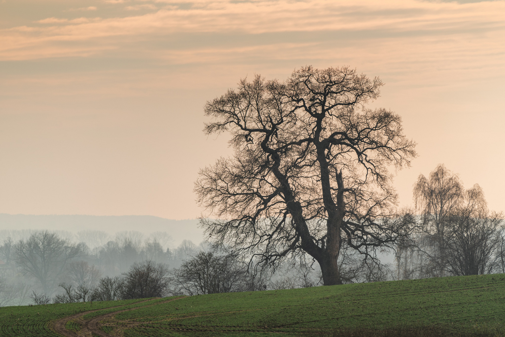 Dezember-Baum