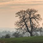 Dezember-Baum