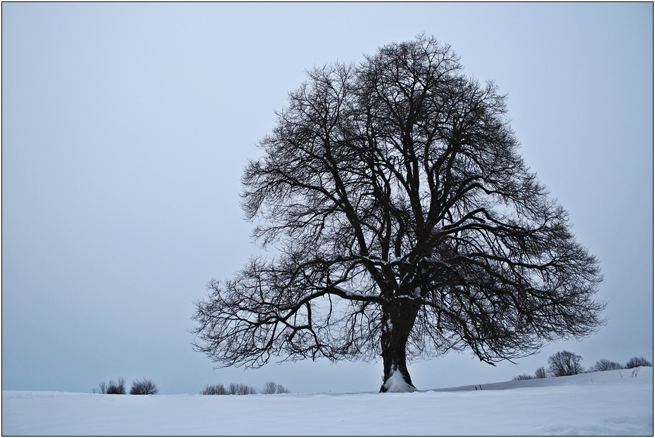 Dezember Baum