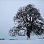 Dezember Baum