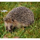 Dezember Igel