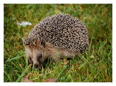 Dezember Igel