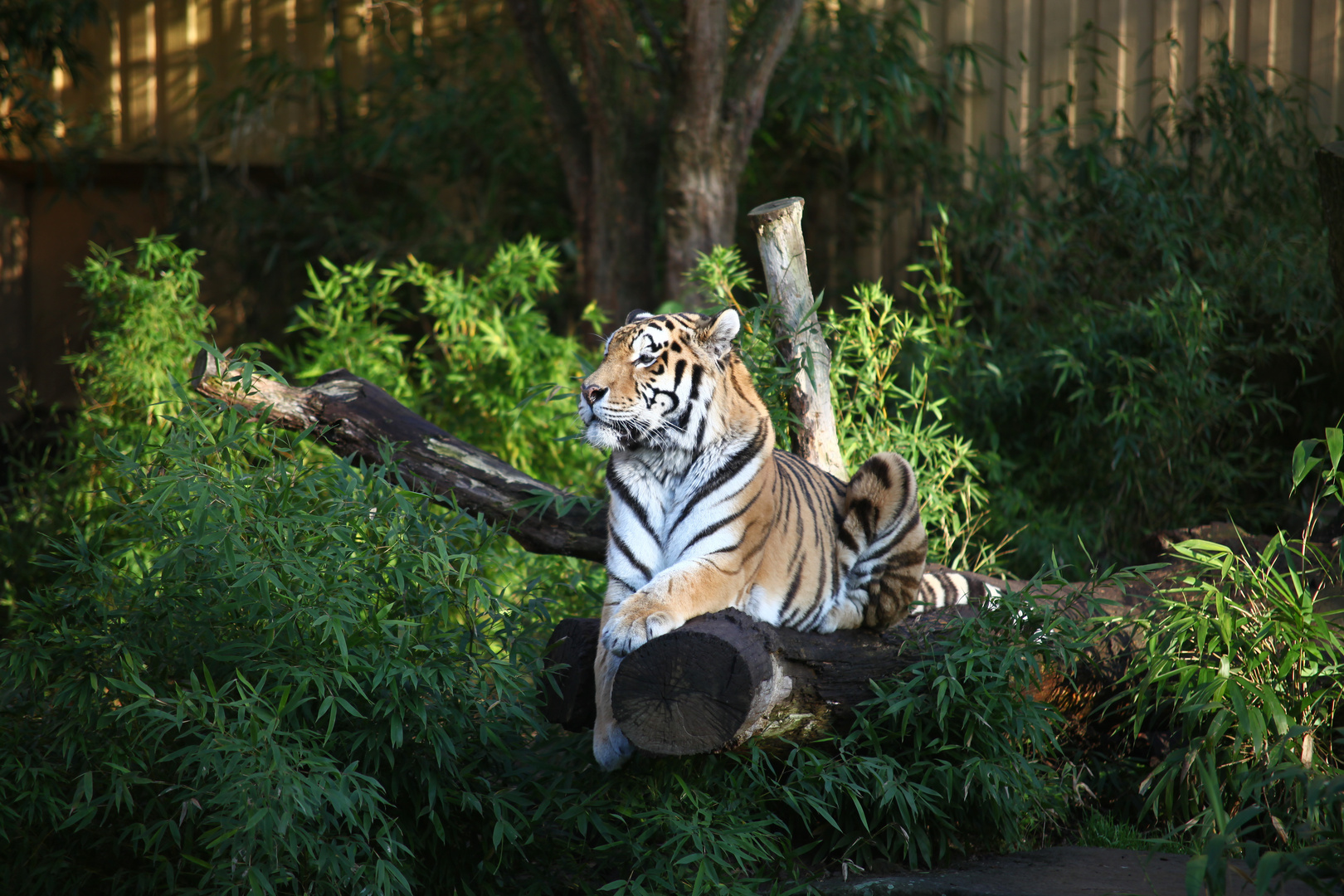 Dezember im Allwetterzoo Münster: Ein wenig Wildheit in unserer Zivilisation