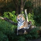 Dezember im Allwetterzoo Münster: Ein wenig Wildheit in unserer Zivilisation