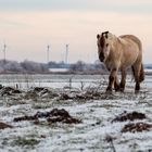 Dezember in Schwanewede