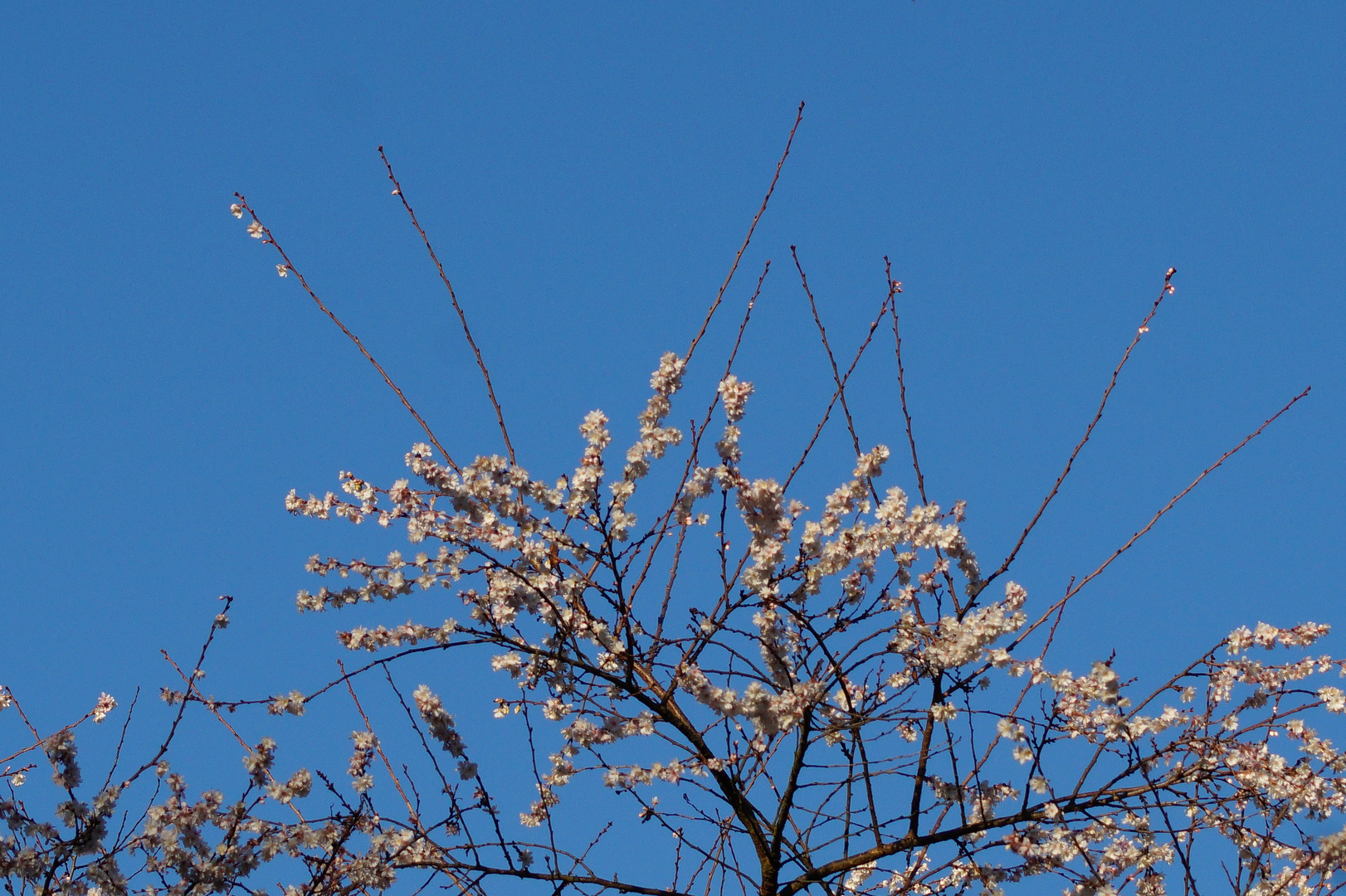 Dezember-Kirschblüte