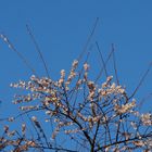 Dezember-Kirschblüte