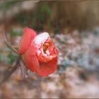 Dezember-Rose 1