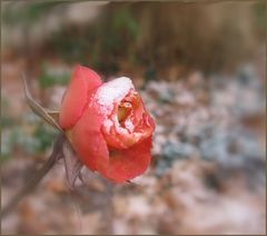 Dezember-Rose 1