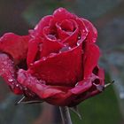 Dezember Rose