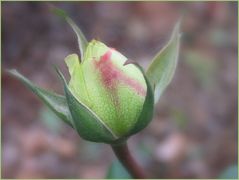 Dezember-Rose 3