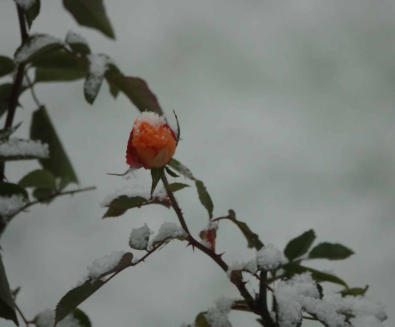 Dezember Rose ...