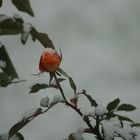 Dezember Rose ...