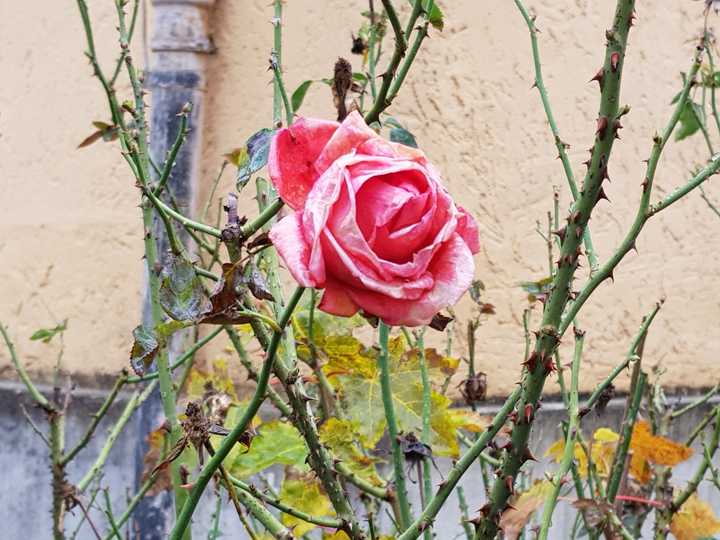 Dezember Rose