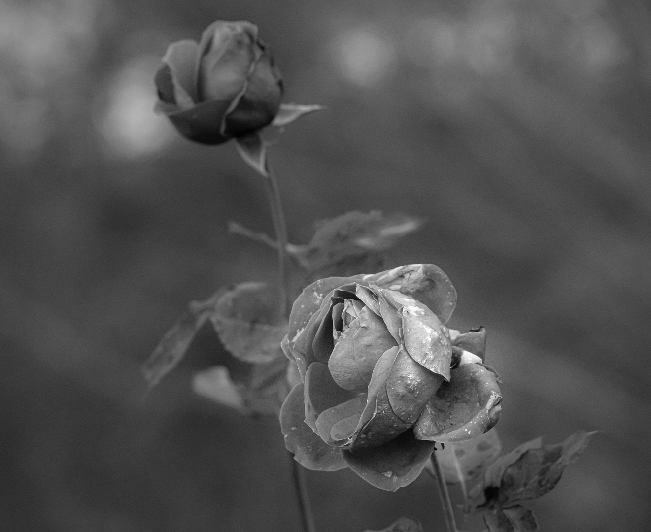 Dezember-Rose