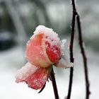 Dezember Rose