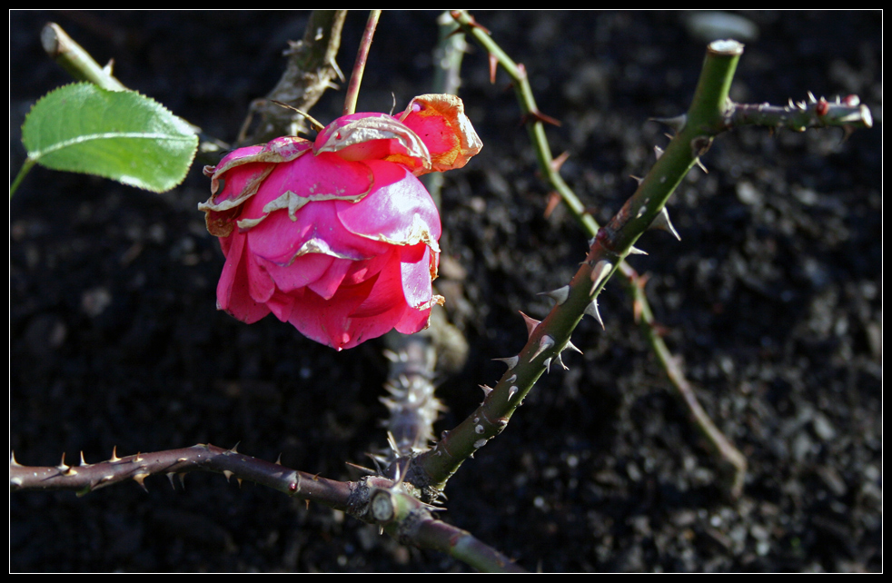 Dezember-Rose mit Dornen