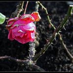 Dezember-Rose mit Dornen