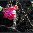 Dezember-Rose mit Dornen