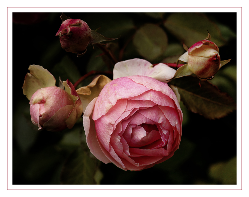 Dezember-Rose.... - Rosen aus meinem Garten (41)...