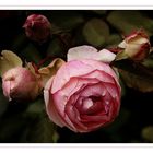 Dezember-Rose.... - Rosen aus meinem Garten (41)...