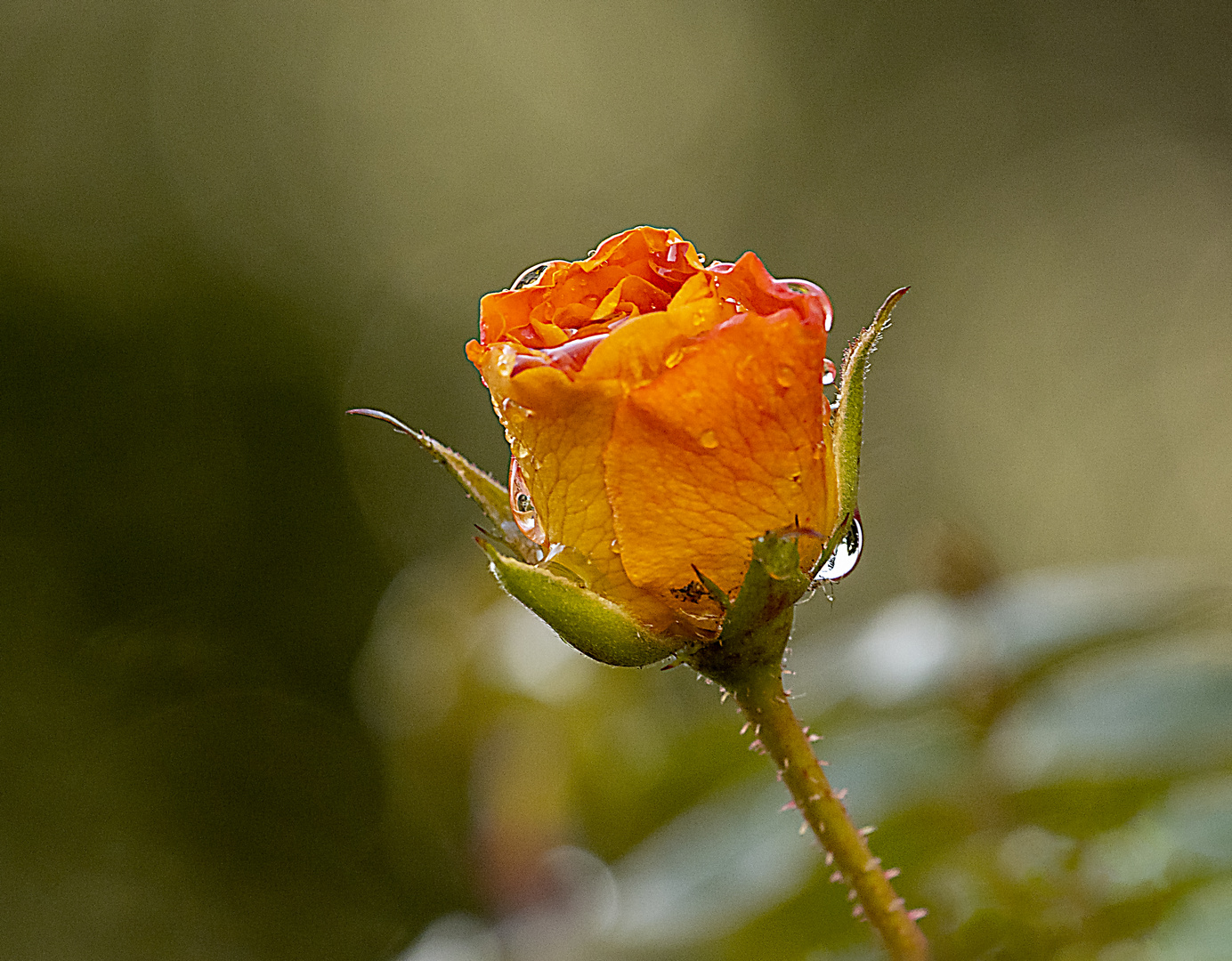 Dezember Rose_MG_0580