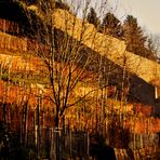 Dezember Sonne auf kahlen Weinbergen