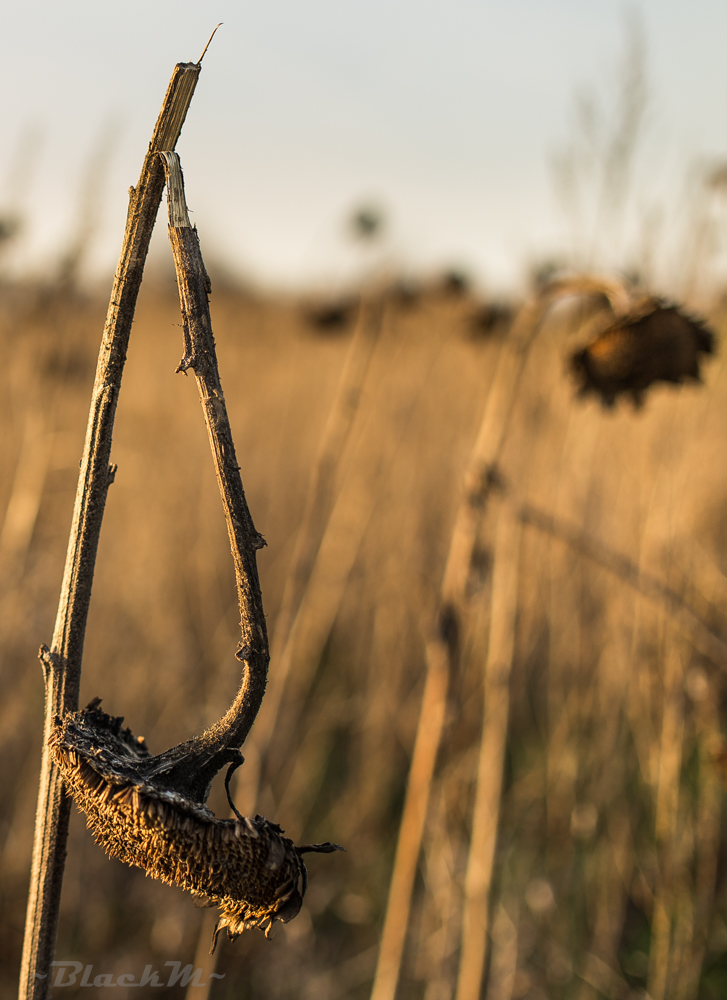 Dezember Sonnenblume