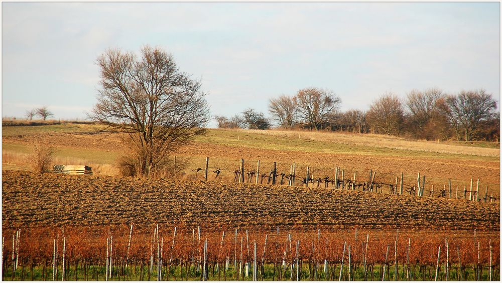 Dezember - Spaziergang