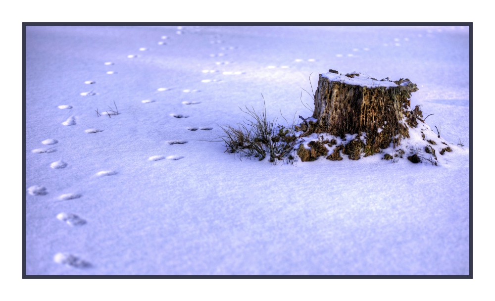 Dezember - Spuren im Schnee