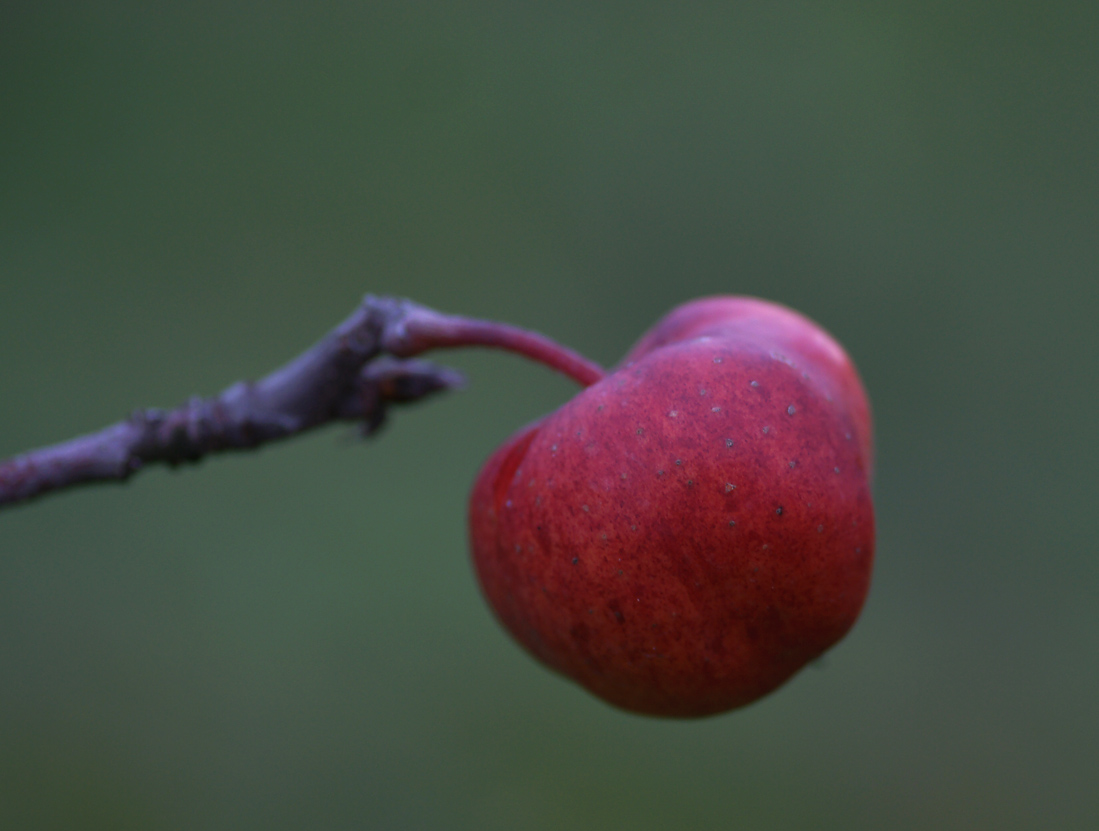 Dezemberapfel