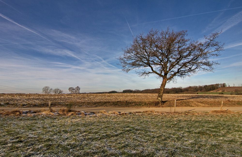 Dezemberbaum