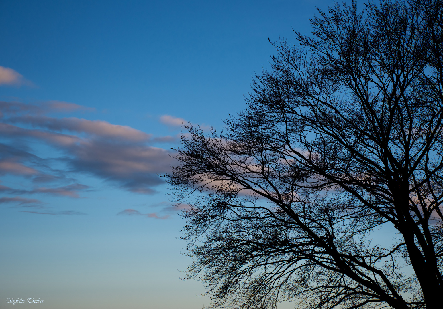 Dezemberbaum