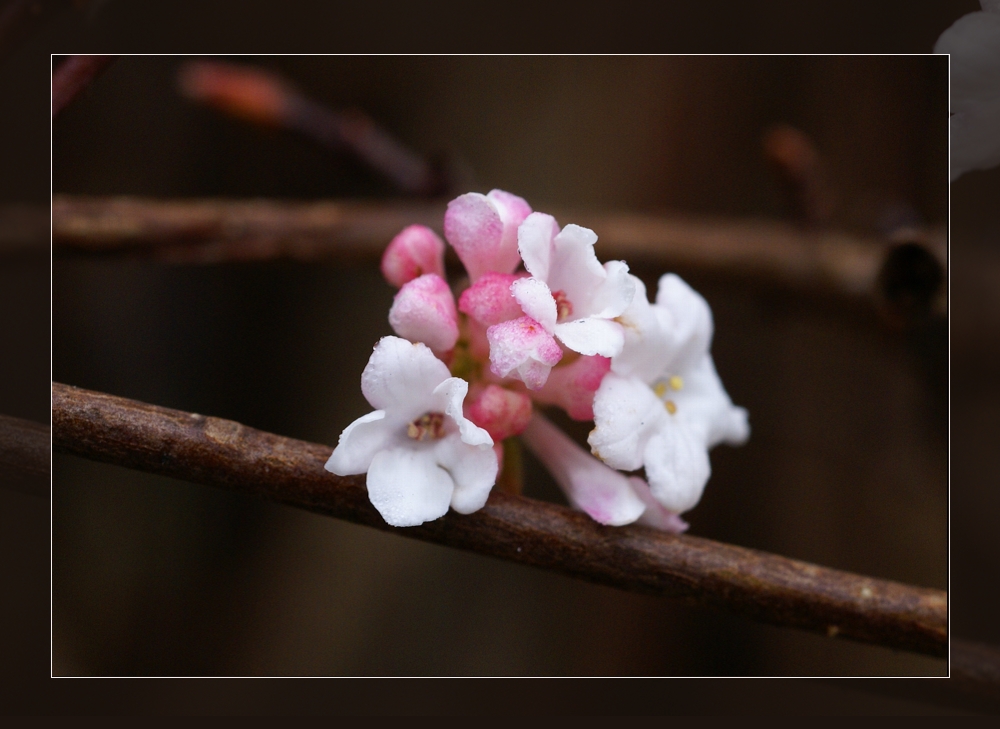 dezemberblüte 02