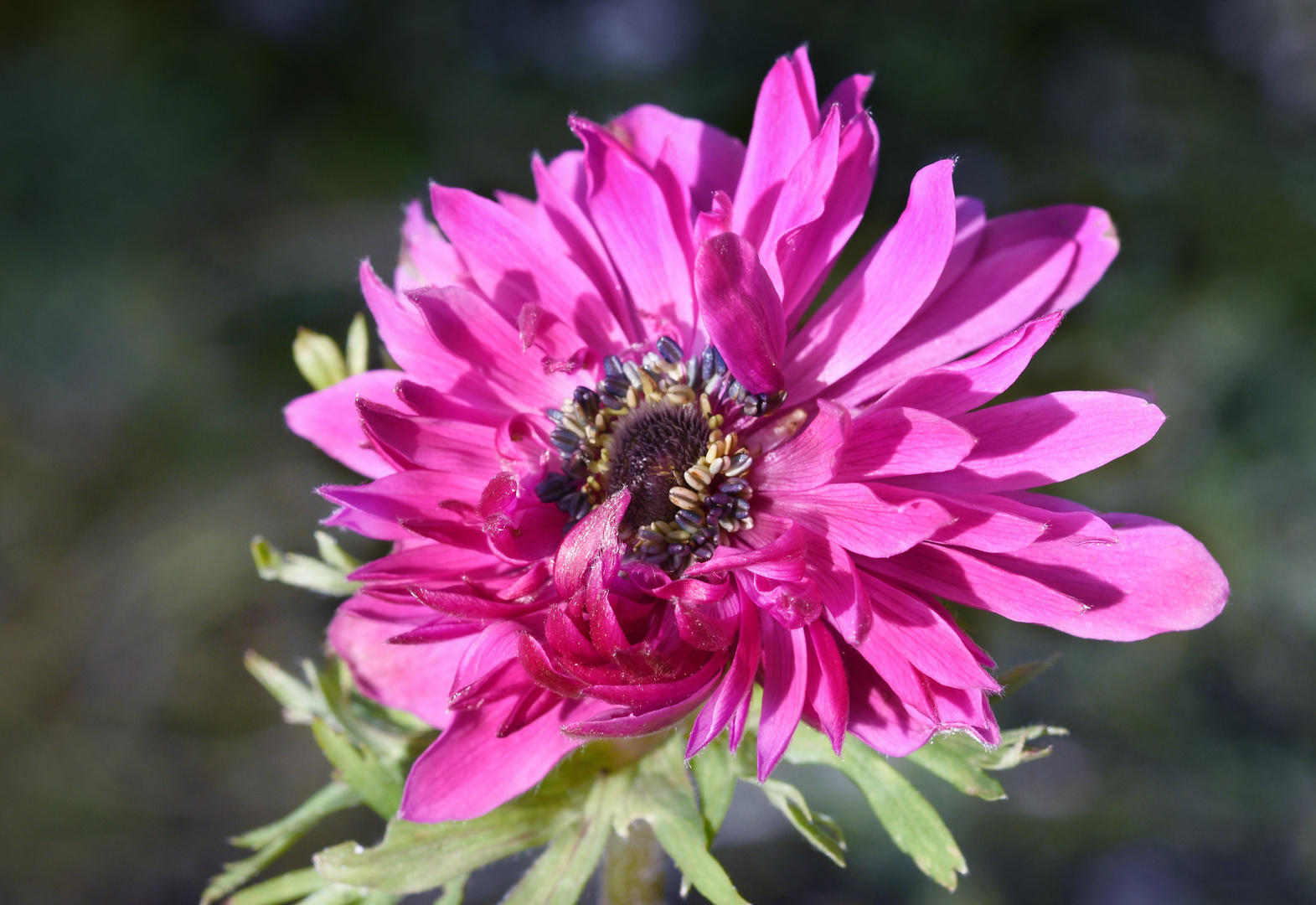 dezemberblüte