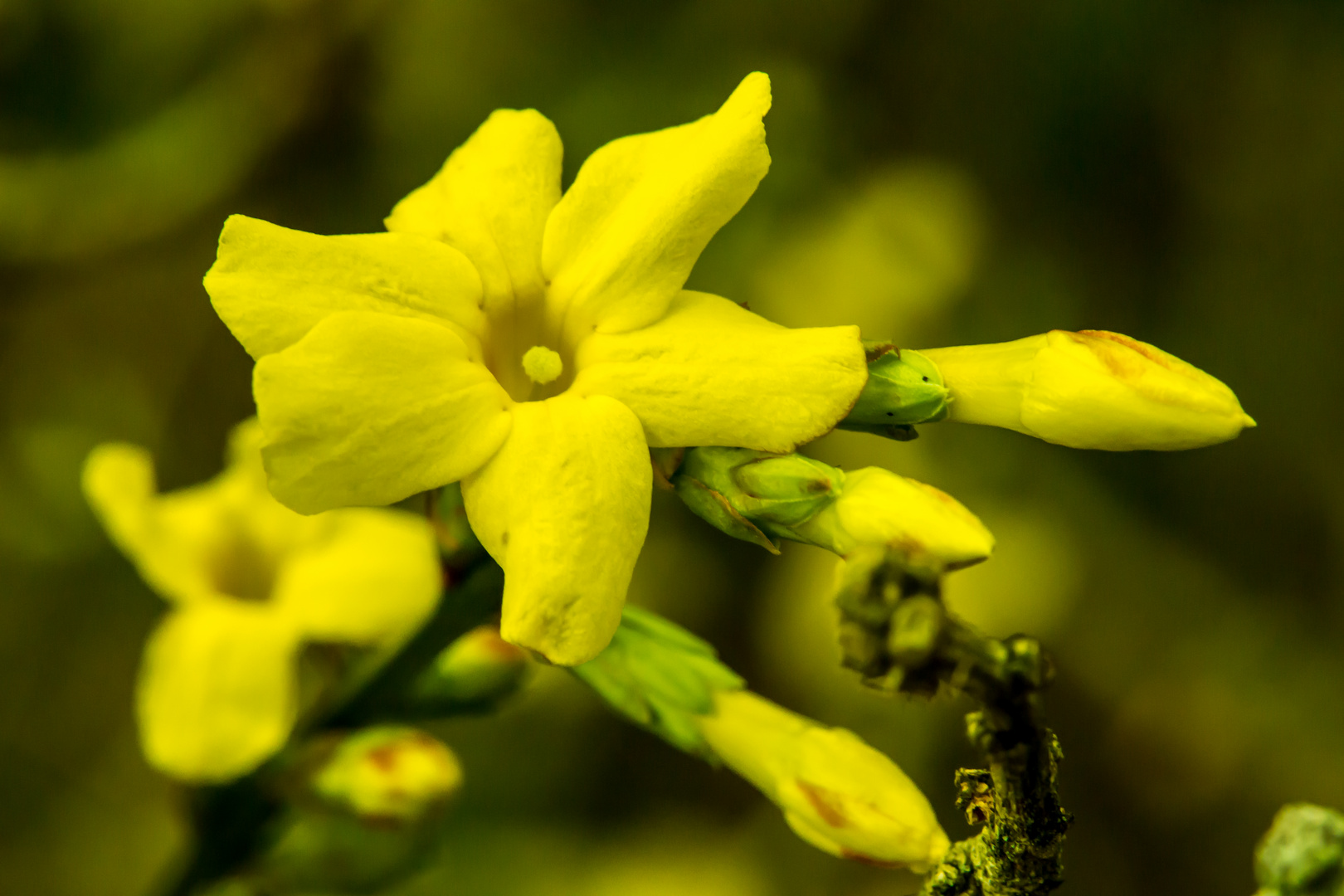 Dezemberblüte - Winterforsythie