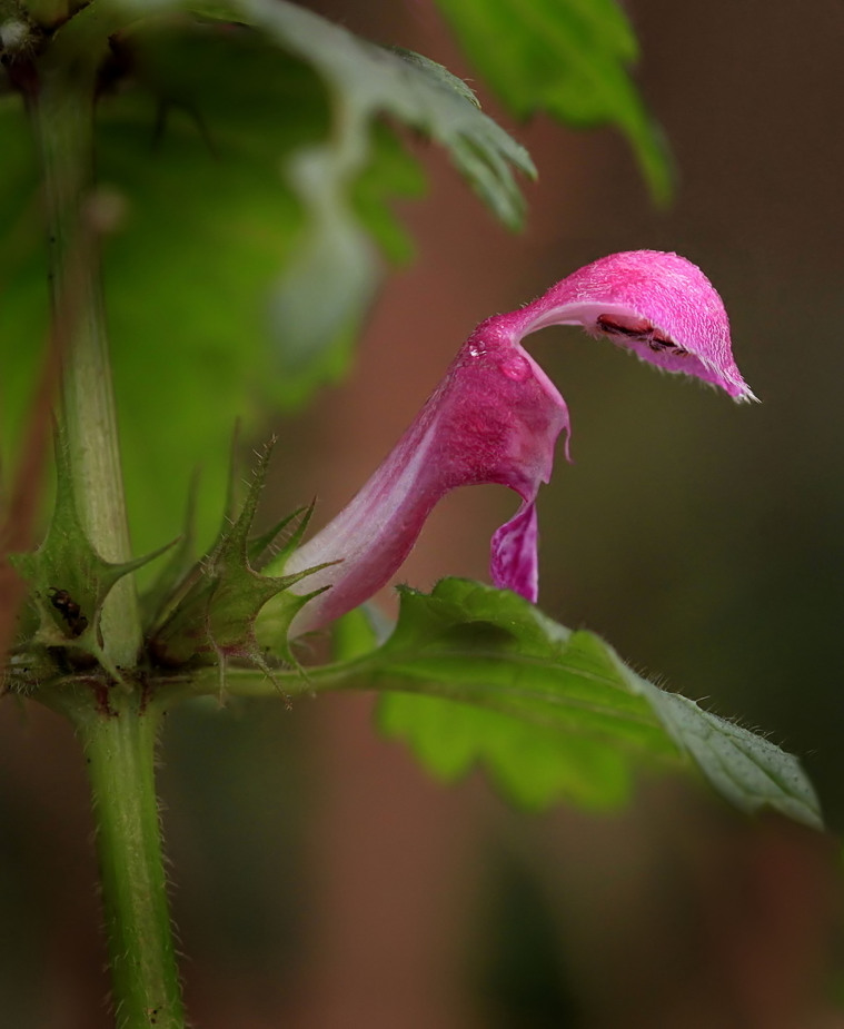 Dezemberblüten!