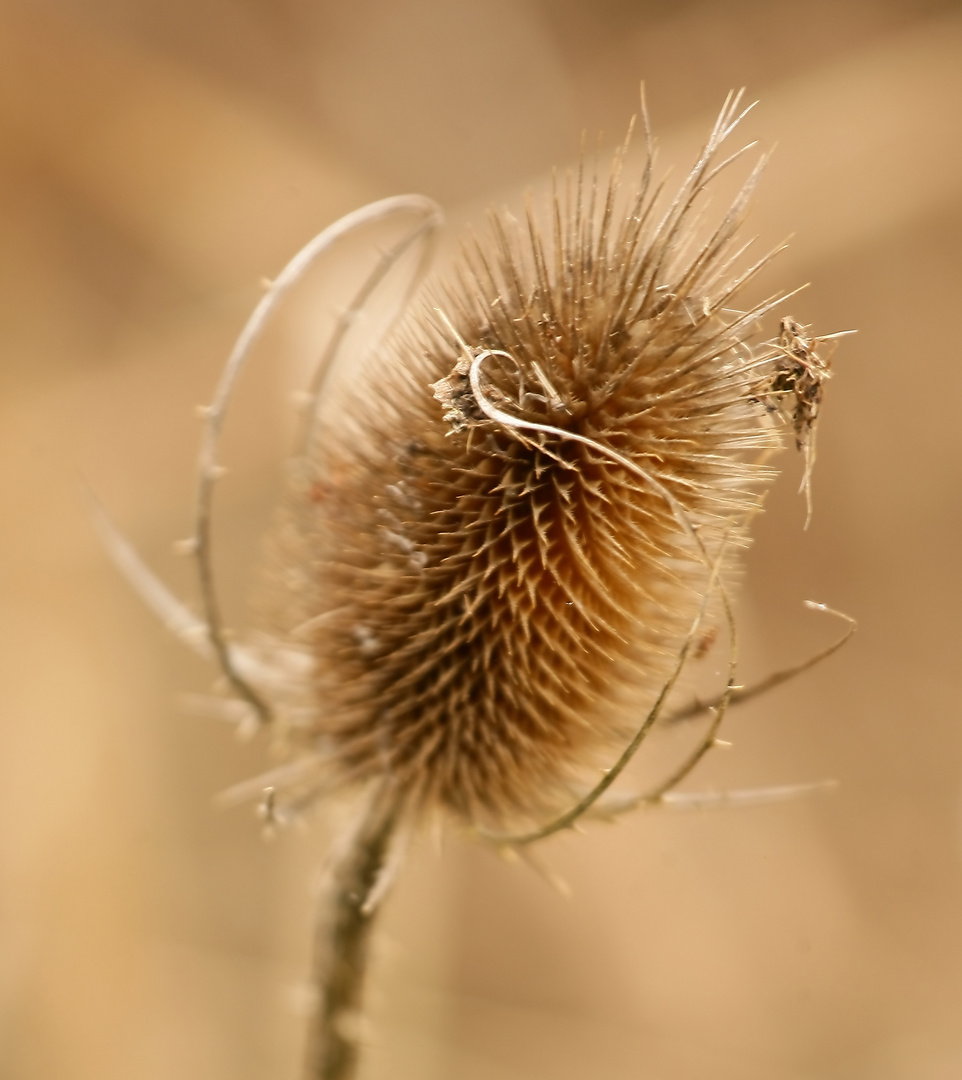 dezemberblumen