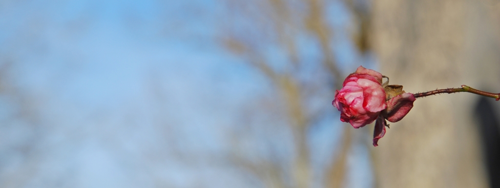 Dezemberfrühling