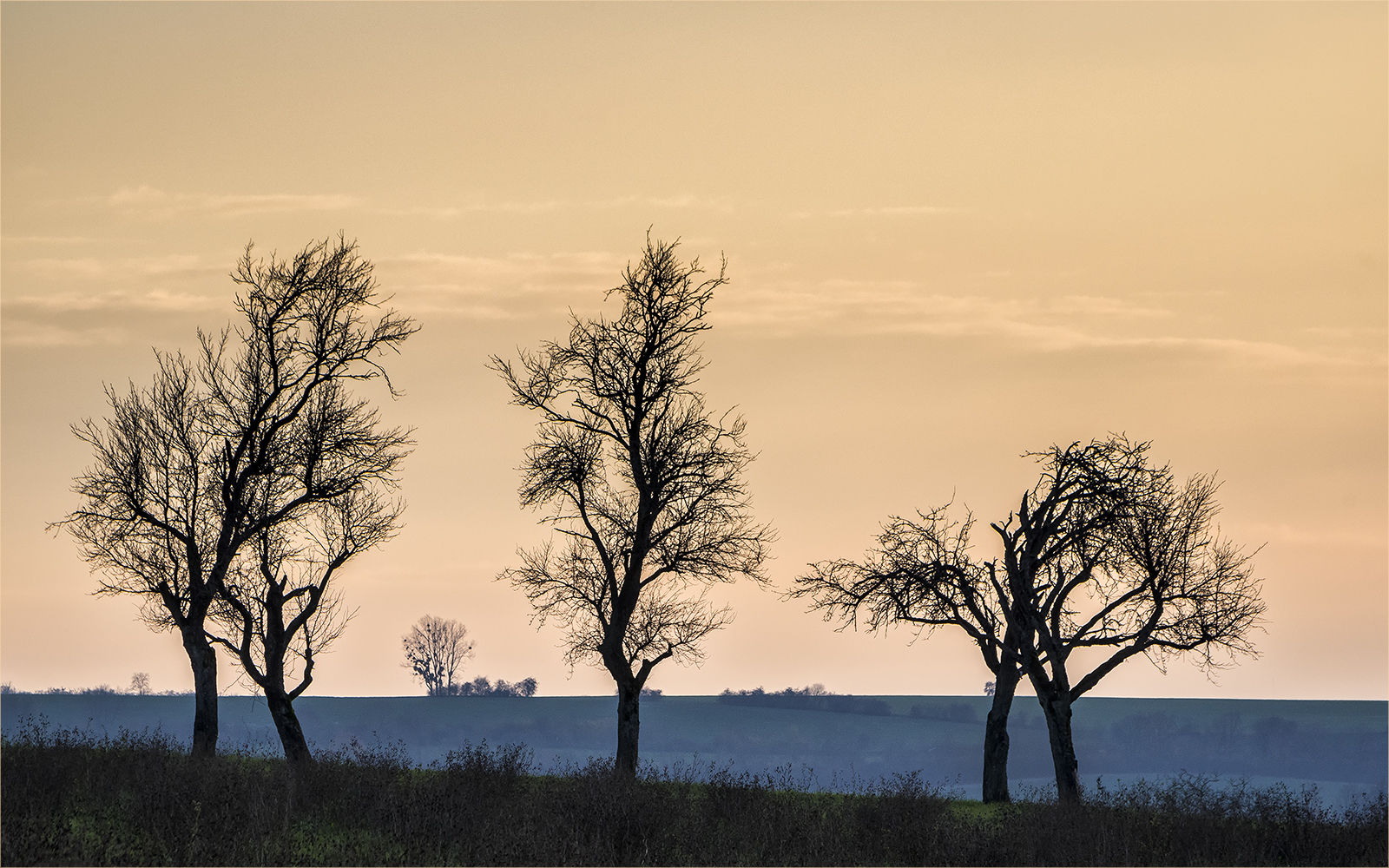 dezemberhimmel mit quetschebääm