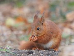 Dezemberhörnchen...