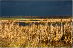 Dezemberlicht im Moor..