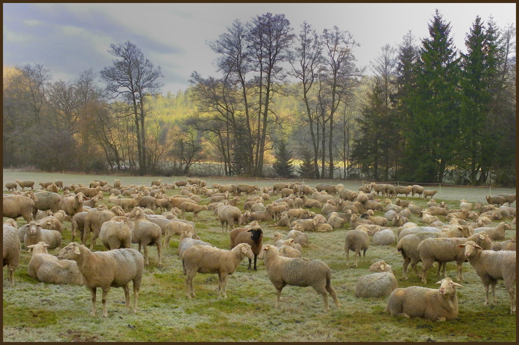 Dezembermorgen im Leintal (Ostalb)