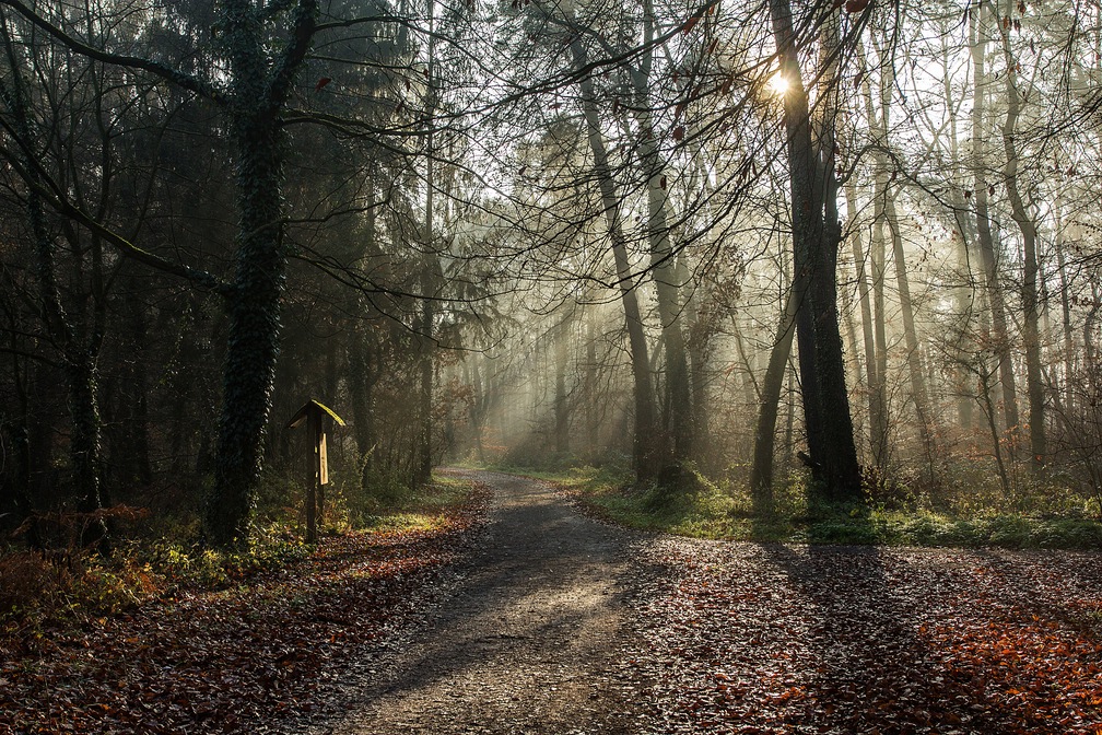 Dezembermorgen im Wald