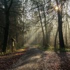 Dezembermorgen im Wald