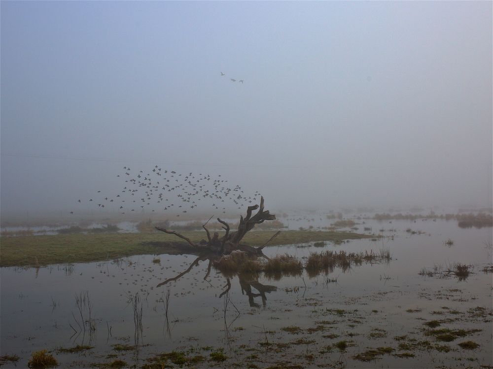 DezemberNebel