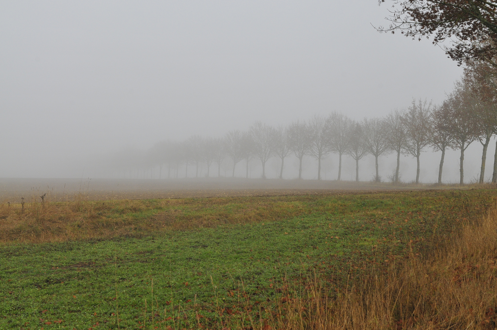 Dezembernebel