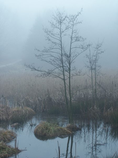 Dezembernebel