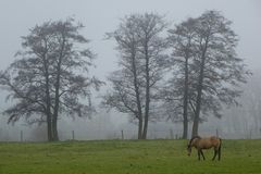 Dezembernebel